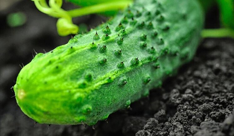 В Україні дорожчають огірки – ціни вже на 54% вищі за торішні