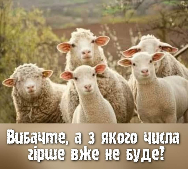 Елка-2, вопросы от избирателей, суровое испытание. Свежие ФОТОжабы от Цензор.НЕТ 08