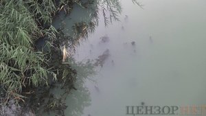Річка Кальчик у Маріуполі стала молочного кольору з їдким запахом, спливла риба. ФОТОрепортаж