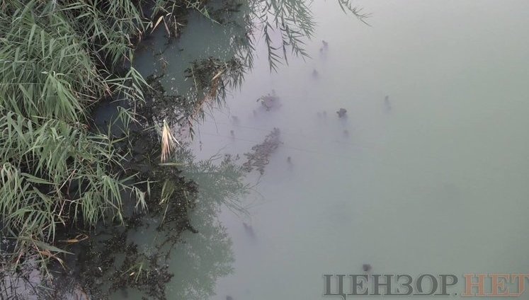 Річка Кальчик у Маріуполі стала молочного кольору з їдким запахом, спливла риба. ФОТОрепортаж