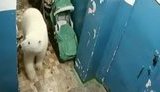 У селищах архіпелагу Нова Земля Архангельської області РФ введено режим НС через нашестя білих ведмедів. ВIДЕО