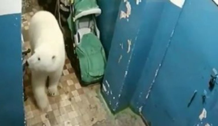 В поселках архипелага Новая Земля Архангельской области РФ введен режим ЧС из-за нашествия белых медведей. ВИДЕО