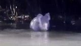 Коала, оказавшись в безвыходной ситуации, бросается вплавь к проходящей мимо лодке. + ДОБРОЕ ВИДЕО