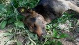 В Донецке зверски убивают стерилизованных собак. ФОТО