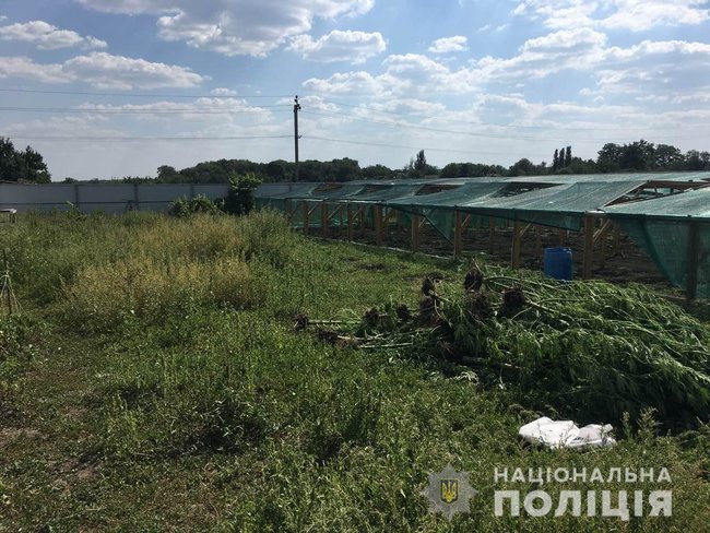 Житель Николаевщины выростил для кроликов элитной конопли на сумму около 12 млн грн, - Нацполиция 01