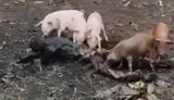 свині гризуть тіло окупанта