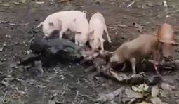 свині гризуть тіло окупанта