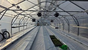 В Україні випробовують японську технологію вирощування овочів без використання ґрунту: як це працює?