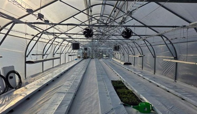 В Україні випробовують японську технологію вирощування овочів без використання ґрунту: як це працює?