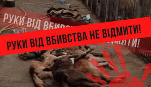 Чому зооволонтери звертаються до Кличка