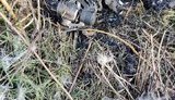 Українські воїни зі стрілецької зброї збили ворожий безпілотник на Донбасі, - штаб ООС. ФОТО