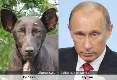путин собака