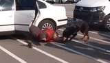 У Нацполіції служать 8 штурмових собак, у планах забезпечити кожну область бойовим псом. ВIДЕО