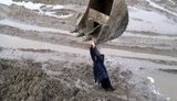 Мужчину, застрявшего в грязи, пришлось вытаскивать трактором: "Копать надо, х#ли". + ВИДЕО