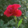 Дмитрий Попов #413874