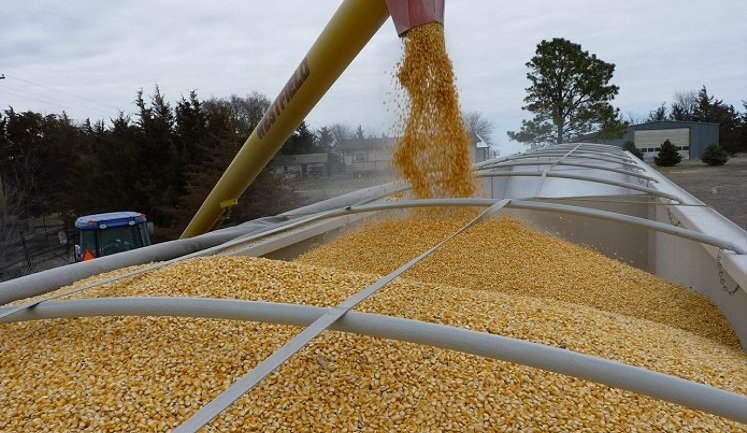 Туреччина імпортує майже 40% всієї української кукурудзи