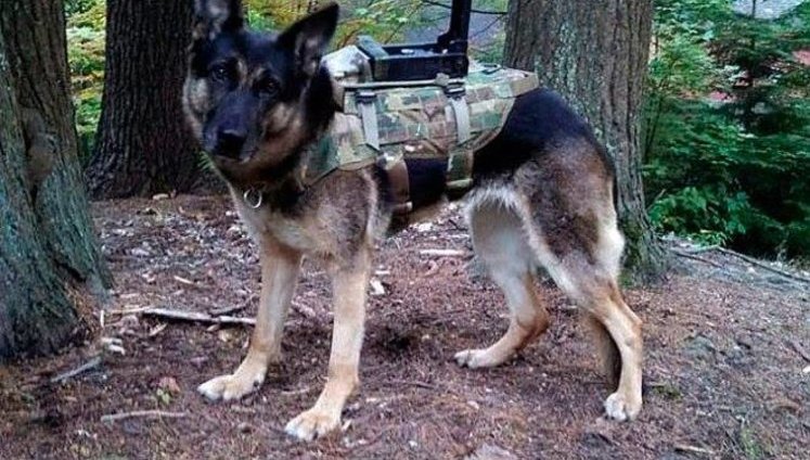 Weapon smarter than man