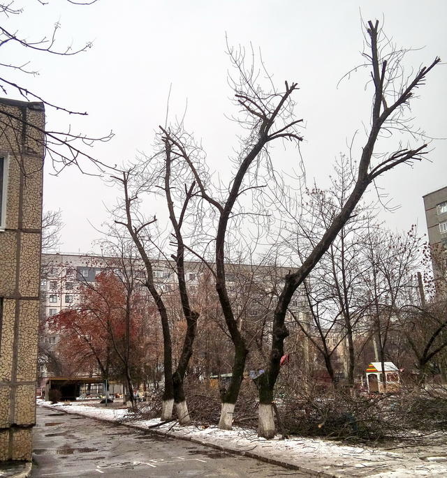 дерева