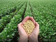 Зростання мит на сою і ріпак підірве довіру до українського експорту в світі - експерти