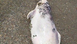 Dozens of dead dolphins found at seaside in Odesa region. PHOTOS