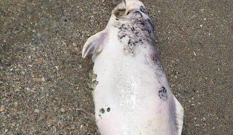 Dozens of dead dolphins found at seaside in Odesa region. PHOTOS