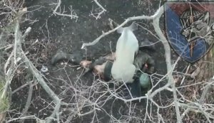 Feral pig eating body of liquidated occupier. VIDEO 18+