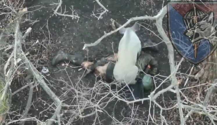 Feral pig eating body of liquidated occupier. VIDEO 18+