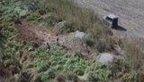 Плантацию наркотической конопли размером 1,6 га обнаружили пограничники в Одесской области. ВИДЕО