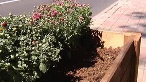 Во время празднования Крещения под Радой и Кабмином украли цветы. ФОТО