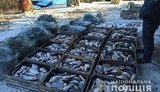 Браконьєрів, які виловили понад 700 кг риби, затримано на Херсонщині, - Нацполіція. ФОТОрепортаж