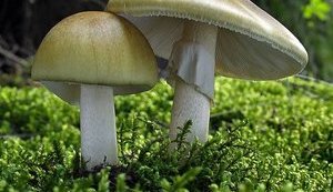 Десятилетняя девочка на Черниговщине отравилась жареными грибами, ребенка не спасли