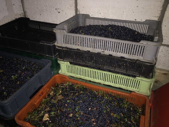 На Волині ліквідовано схему ухилення від податків під час заготівлі та експорту ягід і грибів, вилучено товарів на 5 млн грн 03