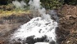 Спалах африканської чуми свиней розслідують на Харківщині, - Нацполіція. ФОТО
