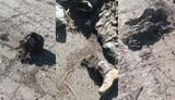 parts of bodies of liquidated occupiers