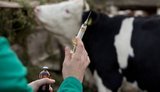 Кабмін змінив порядок розрахунку плати за реєстрацію ветеринарних препаратів