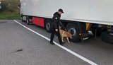 Служебный пес Бадди унюхал в грузе гуманитарки ящики с запрещенными препаратами, - таможенники. ФОТОрепортаж