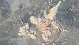 pilot drops two bombs on command post of russian army