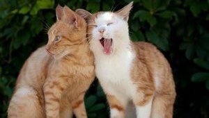 Украинский стартап Petcube покупает канадского разработчика устройств для кормления животных