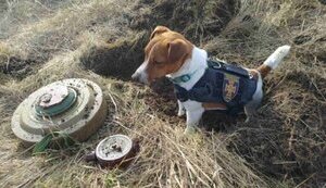 патрон,пес,розмінування