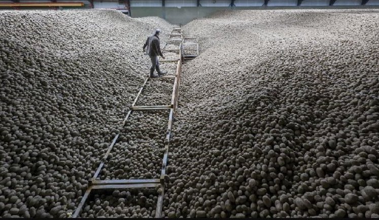 Рекордний урожай спричинив масову роздачу безкоштовної картоплі по всьому Берліну: люди приходять з мішками