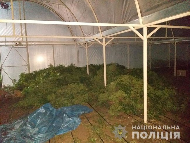 Наркоплантация, на которой выращивалось конопли на 130 млн грн, выявлена в Кривом Роге, - Нацполиция 03