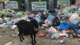 Окупанти заявили про катастрофічну ситуацію зі сміттям у Криму: "Баки займають іноді і проїжджу частину"