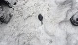 "В палаточном городке у стен ВР нашли предметы, похожие на гранаты", - Шевченко. ФОТОрепортаж