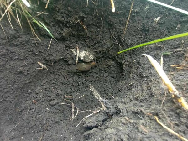 Горщик з монетами Кримського ханства знайшли під Одесою