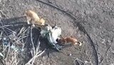Dogs eating occupier near Pokrovsk