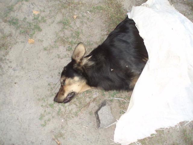 убийство собаки