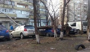 Старе дерево в Києві впало на припарковані машини. ФОТО