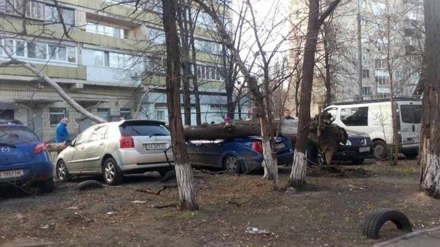 Старое дерево в Киеве рухнуло на припаркованные машины 02 Старое дерево в Киеве рухнуло на припаркованные машины 02