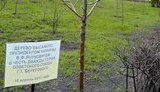 Януковичем пометили дерево в Енакиево. ФОТО