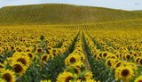 Україна збільшує площі під соняшником і ріпаком, скорочуючи посіви сої